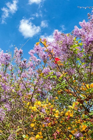 fiori meravigliosi immagini | fiori immagini | immagini di fiori bellissimi | natura | 