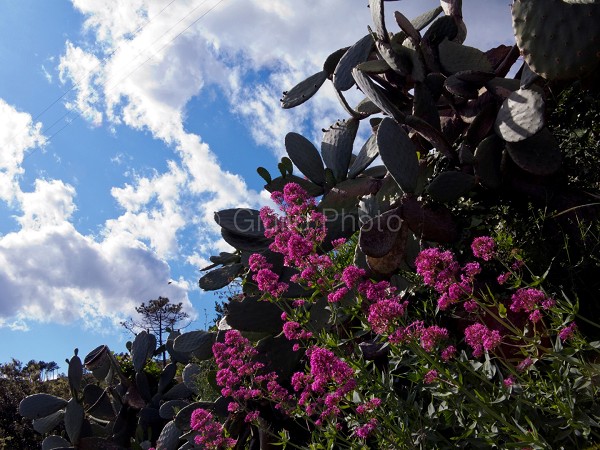 fiori meravigliosi immagini | fiori immagini | immagini di fiori bellissimi | immagini natura | 