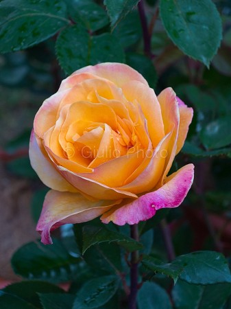 fiori meravigliosi immagini | fiori immagini | immagini di fiori bellissimi | immagini di rose |