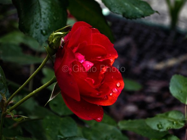 fiori meravigliosi immagini | fiori immagini | immagini di fiori bellissimi | immagini di rose | 