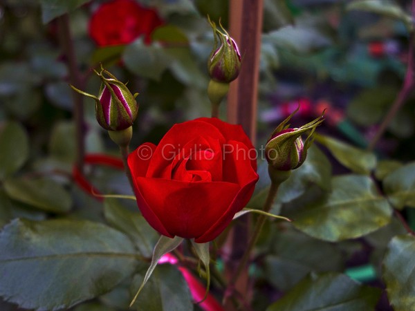 fiori meravigliosi immagini | fiori immagini | immagini di fiori bellissimi | immagini natura | 