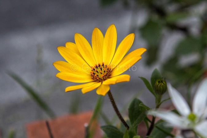 fiori meravigliosi immagini | fiori immagini | immagini di fiori bellissimi | immagini natura | 