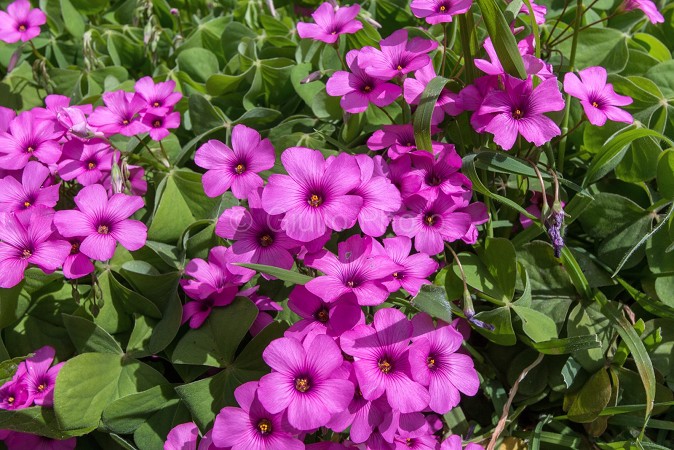 fiori meravigliosi immagini | fiori immagini | immagini di fiori bellissimi | rosa | 