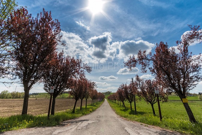 pianure del piemonte | colli piemonte | fotografie monferrato | immagini monferrato | casale | 