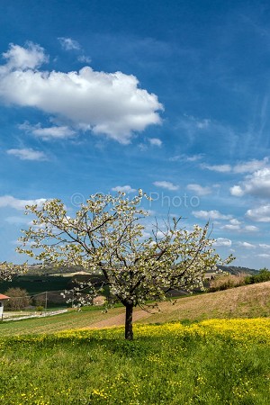 pianure del piemonte | colli piemonte | fotografie monferrato | immagini casale monferrato | 