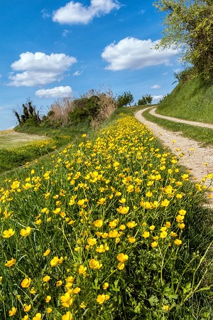 pianure del piemonte | colli piemonte | fotografie monferrato | immagini monferrato | casale | 