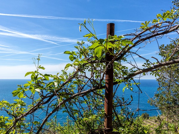 fotografie delle cinque terre | immagini monterosso | immagini delle 5 terre liguria | 5 terre | 
