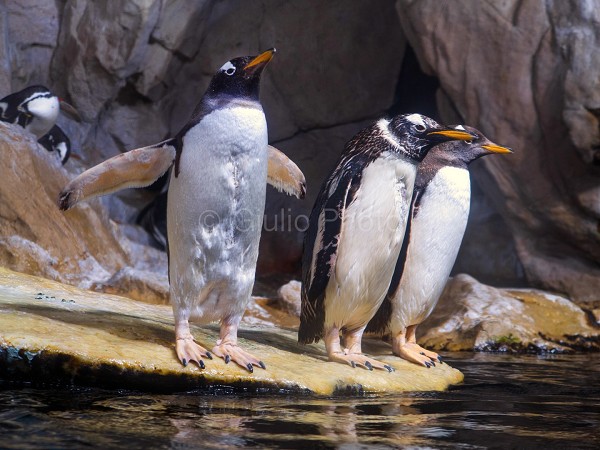 immagini pinguini | immagini pinguini divertenti | pinguini | specie di pinguini | 