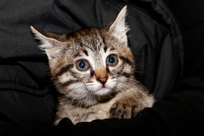 immagini di gattini tenerissimi | immagini di gatti | gatti teneri | immagini gatti dolci | 