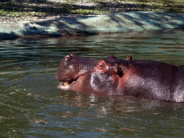 ippopotamo | immagini di ippopotamo | immagini di animali | immagini ippopotami | 