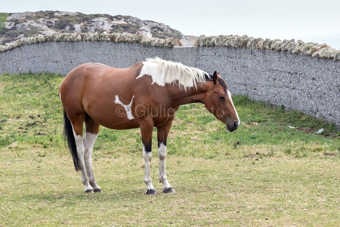 immagini di cavalli bellissimi | immagini cavalli selvaggi | fotografie di cavalli | cavallo | 