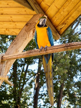immagini pappagalli colorati | immagini pappagalli | pappagallo | immagini di animali | 