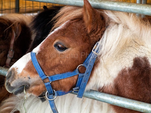 immagini di pony piccoli | pony | pony dolcissimi | foto di pony | cavallo | immagini di cavalli | 