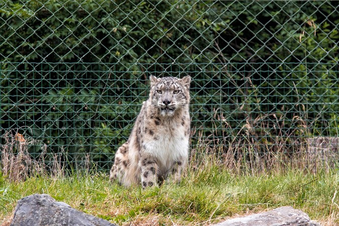 immagini di leopardi | immagini di mammiferi | leopardo | leopardo di montagna | snow leopard | 